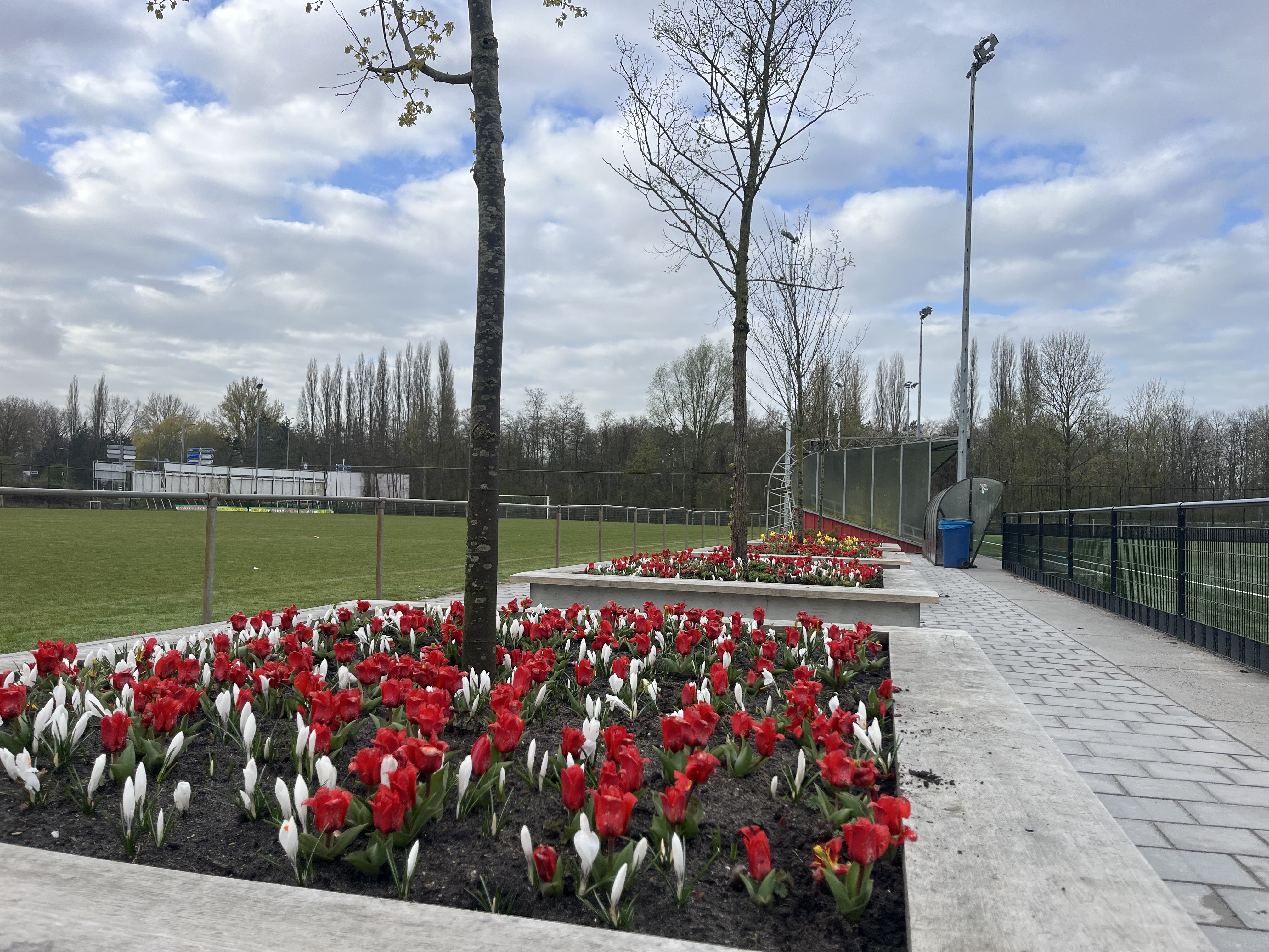 Urban Tree Pits Sportpark DRL Rotterdam — bloeiende tulpen langs het kunstgrasveld