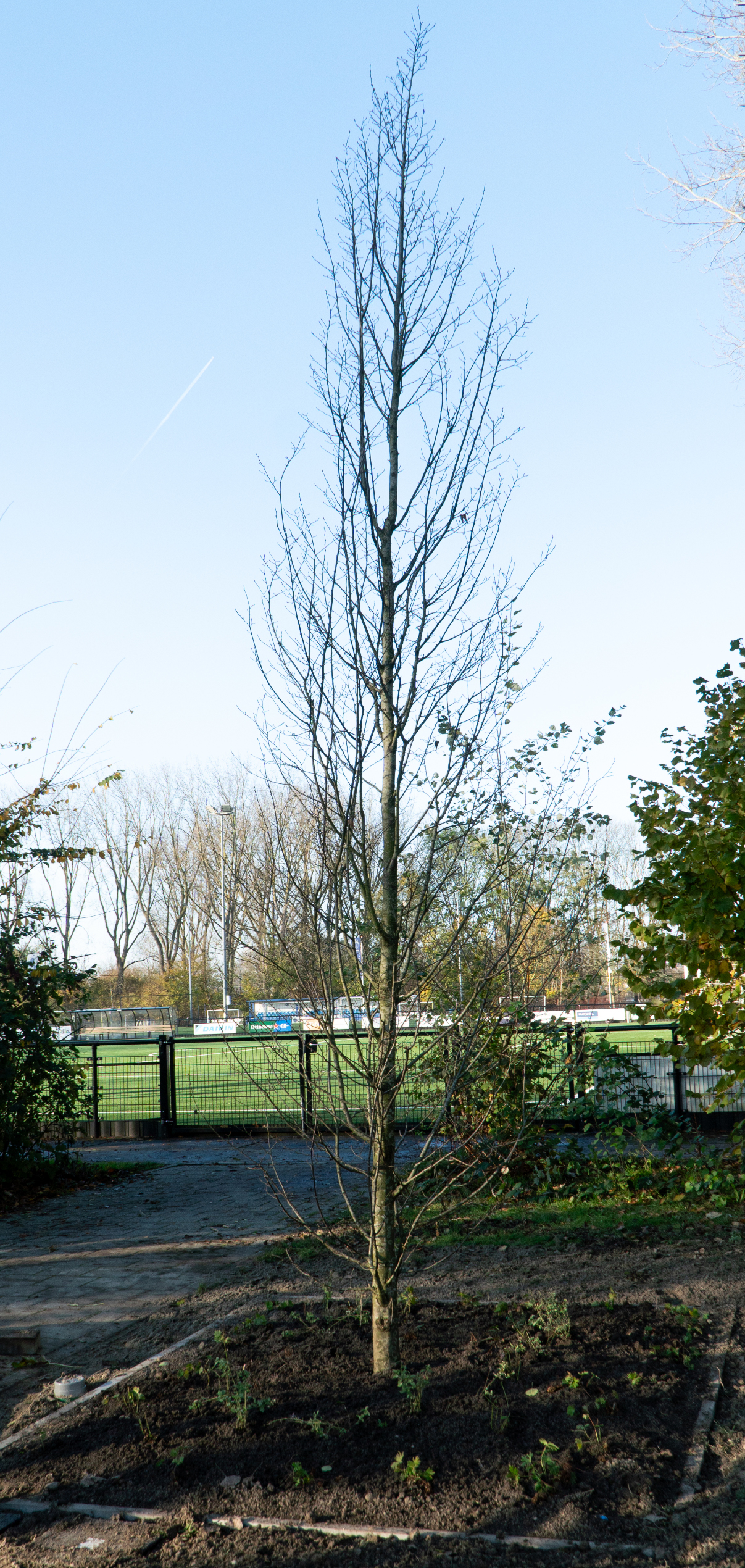 Urban Tree Pits Rotterdam LMO — aangeplante haagbeuk in Urban Tree Pit met voetbalveld op de achtergrond